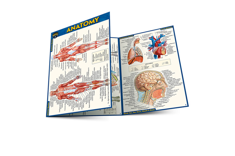 QuickStudy Laminated Reference Guides